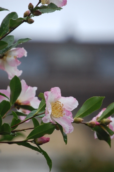 1384-１１.11.11府庁旧本館をぼかして山茶花　縦.JPG